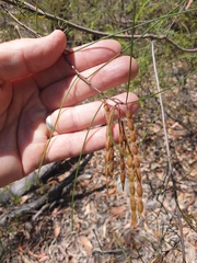 Acacia juncifolia