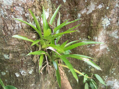 Tillandsioideae