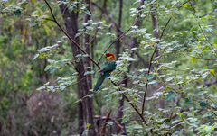 Platycercus icterotis icterotis
