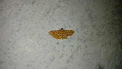 Polygrammodes eleuata