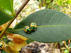 Scutiphora pedicellata