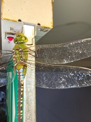 Anax guttatus