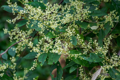 Trymalium odoratissimum