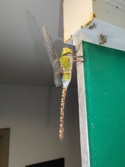 Anax guttatus