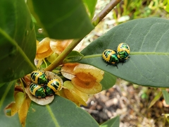 Scutiphora pedicellata