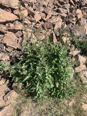 Scrophularia lanceolata