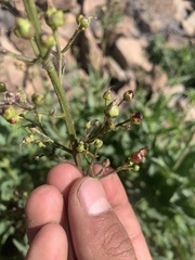 Scrophularia lanceolata
