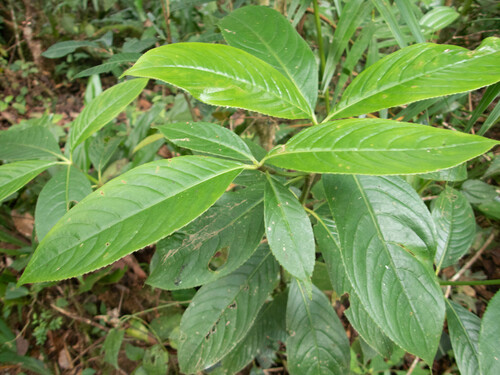 Hedyosmum bonplandianum image