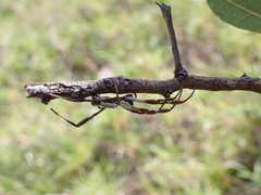 Trichonephila edulis