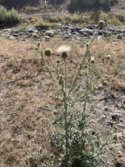 Cirsium cymosum