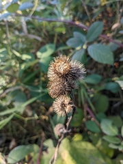 Arctium tomentosum