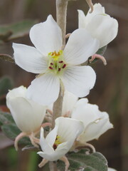 Trembleya laniflora