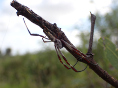 Trichonephila edulis