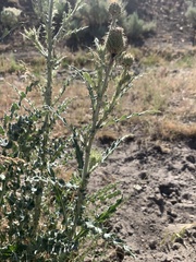 Cirsium cymosum