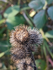 Arctium tomentosum
