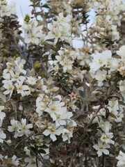 Trembleya laniflora