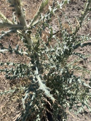 Cirsium cymosum