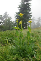 Gentiana lutea lutea