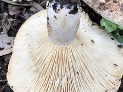Lactarius alnicola
