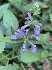 Stachys bullata