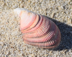 Septifer bilocularis