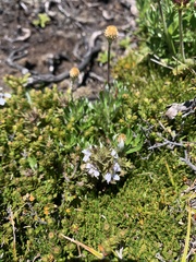 Euphrasia alsa
