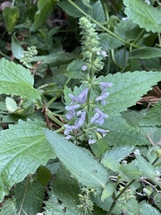Stachys bullata