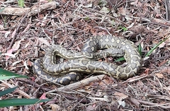 Morelia spilota