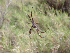 Trichonephila edulis