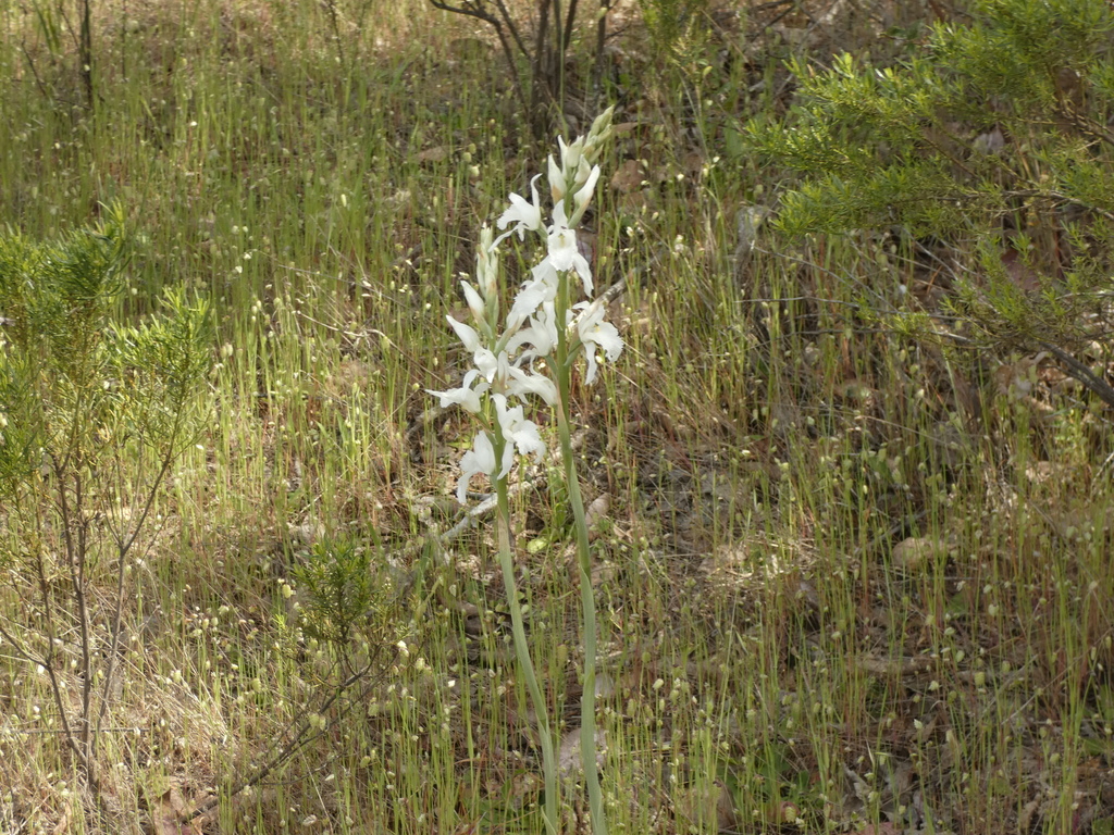 Chloraea crispa