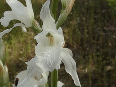 Chloraea crispa