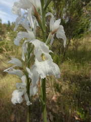 Chloraea crispa