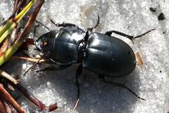 Pasimachus punctulatus