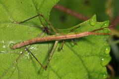Achurum carinatum
