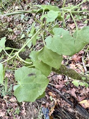 Mikania cordifolia