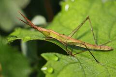 Achurum carinatum