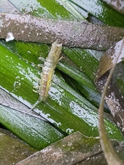 Pentidotea resecata