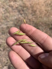 Bromus japonicus