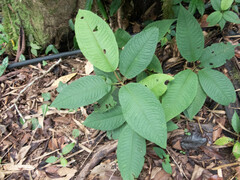 Miconieae
