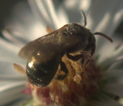 Ceratina strenua