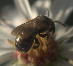 Ceratina strenua