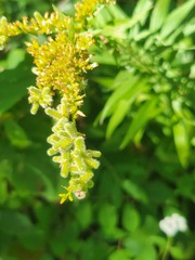 Rhopalomyia anthophila