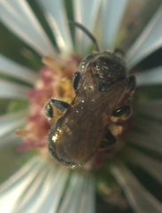 Ceratina strenua