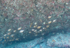 Pempheris klunzingeri