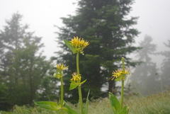 Gentiana lutea lutea