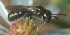 Ceratina strenua