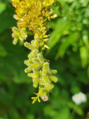 Rhopalomyia anthophila