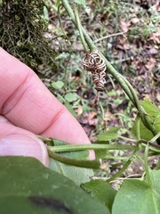 Mikania cordifolia