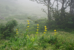 Gentiana lutea lutea