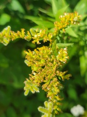 Rhopalomyia anthophila